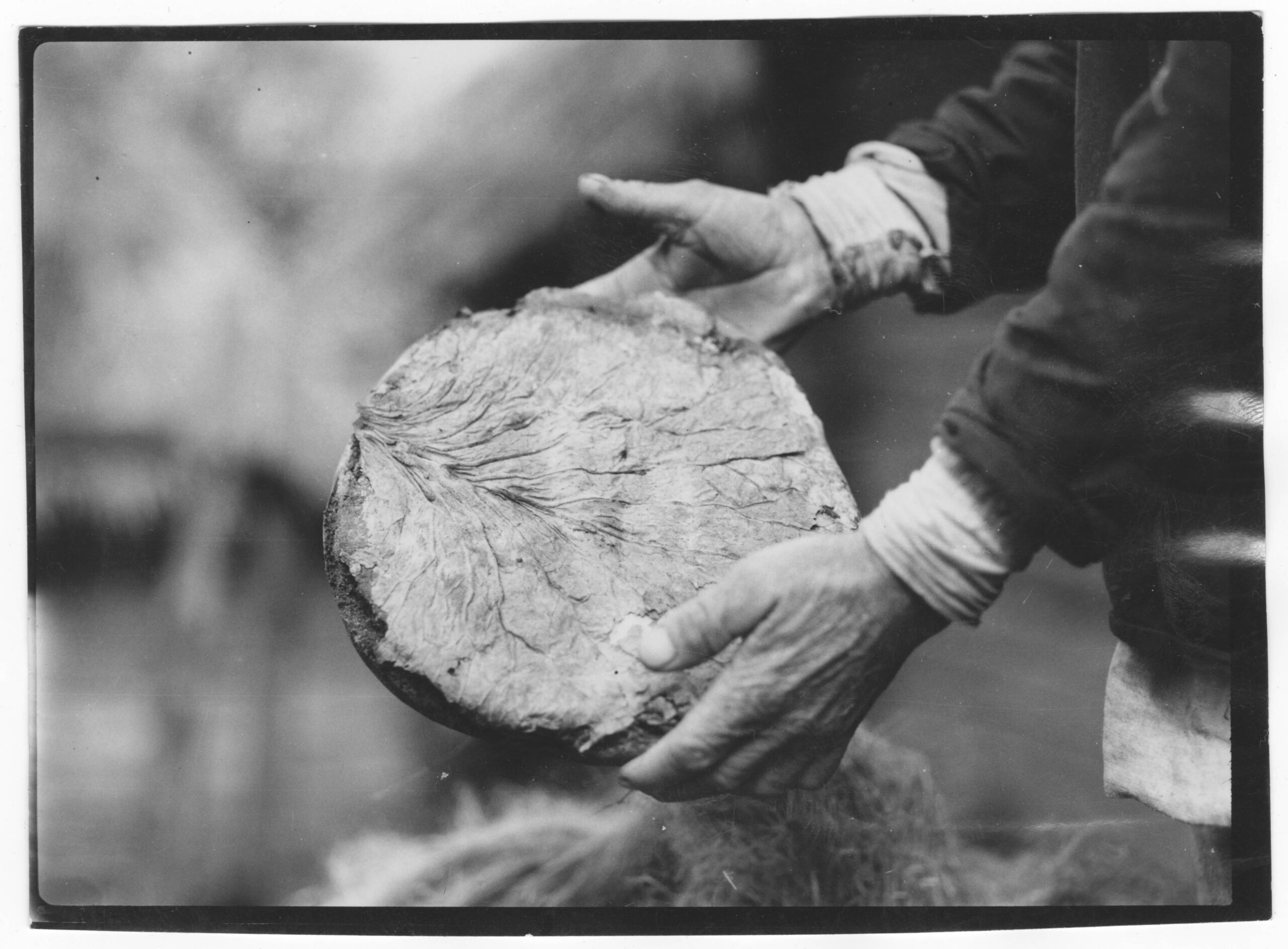 Showing the underside of a loaf of rye bread, which was baked on a