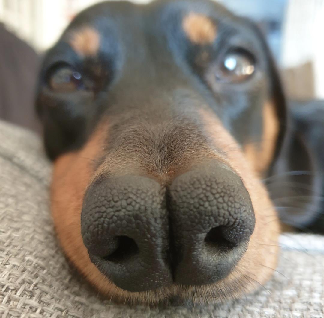 My dog has a nose mutation which has caused it to be slightly split in the middle USLUCK